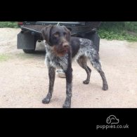 German Pointer - Both