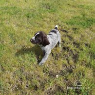 German Pointer - Both