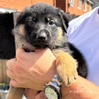 German Shepherd (Alsatian) - Both