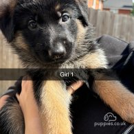 German Shepherd (Alsatian) - Both