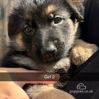 German Shepherd (Alsatian) - Both