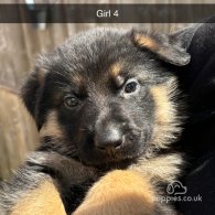 German Shepherd (Alsatian) - Both