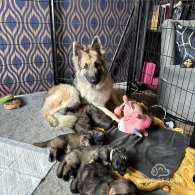 German Shepherd (Alsatian) - Both