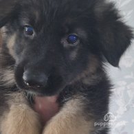 German Shepherd (Alsatian) - Both