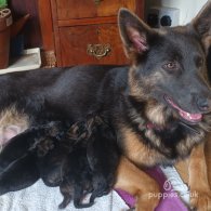 German Shepherd (Alsatian) - Both