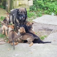 German Shepherd (Alsatian) - Bitches