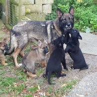 German Shepherd (Alsatian) - Bitches