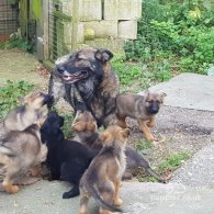 German Shepherd (Alsatian) - Bitches