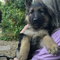 German Shepherd (Alsatian) - Both