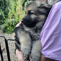 German Shepherd (Alsatian) - Both