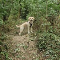 Golden Retriever - Both