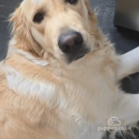 Golden Retriever - Both