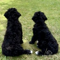 Goldendoodle - Both