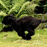 Goldendoodle - Both