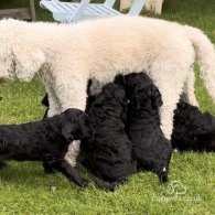 Goldendoodle - Both