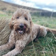 Goldendoodle - Both