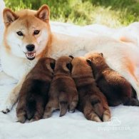 Japanese Shiba Inu - Both