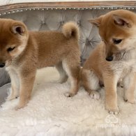 Japanese Shiba Inu - Both