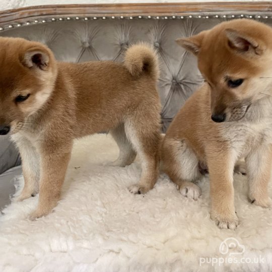 Japanese Shiba Inu - Both