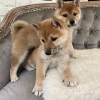 Japanese Shiba Inu - Both