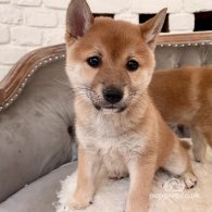 Japanese Shiba Inu - Both