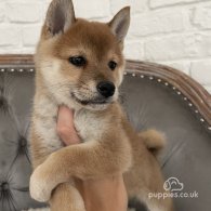 Japanese Shiba Inu - Both