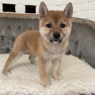 Japanese Shiba Inu - Both