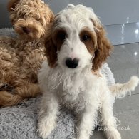 Labradoodle - Both