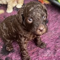 Labradoodle - Both