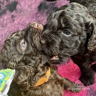 Labradoodle - Both