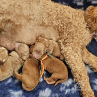 Labradoodle - Both