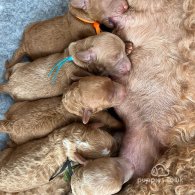 Labradoodle - Both