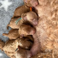 Labradoodle - Both