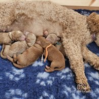 Labradoodle - Both