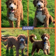 Labradoodle - Both