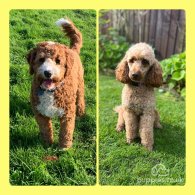 Labradoodle - Both