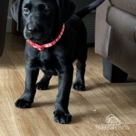 Labrador Retriever - Both