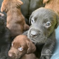 Labrador Retriever - Both