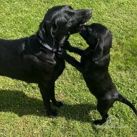 Labrador Retriever - Both