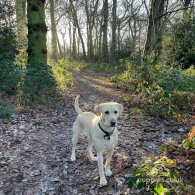 Labrador Retriever - Both