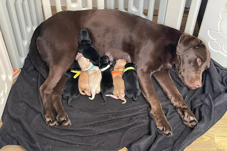Labrador Retriever
