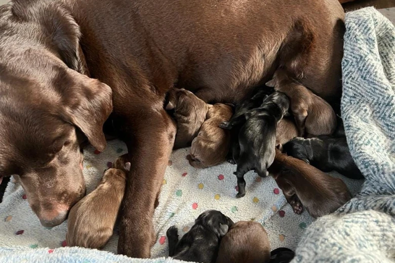Labrador Retriever