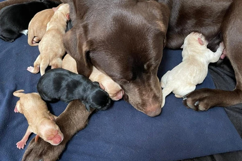Labrador Retriever