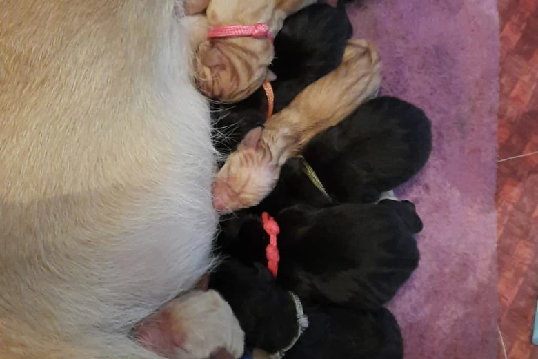 Labrador Retriever