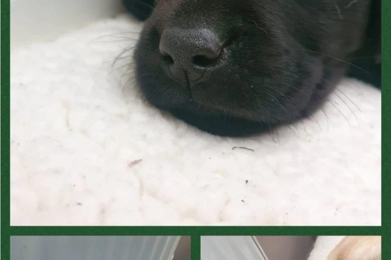 Labrador Retriever