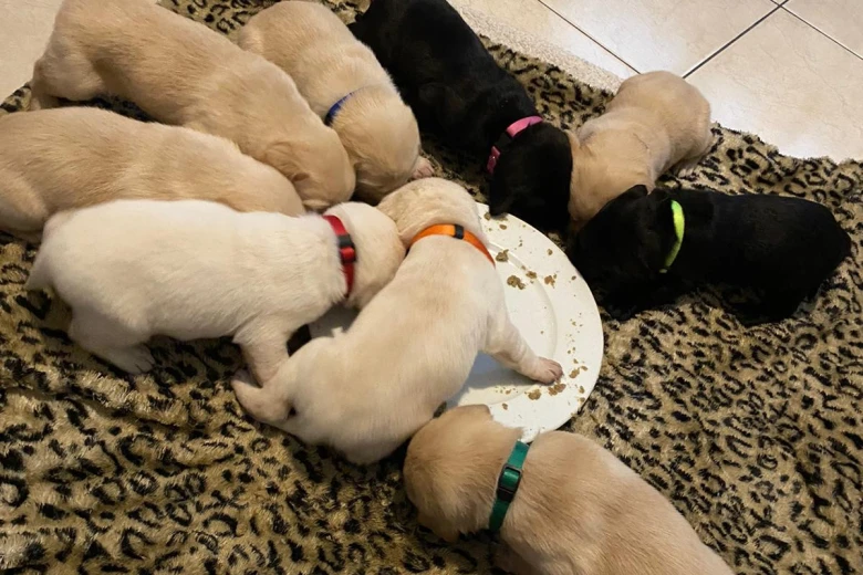 Labrador Retriever