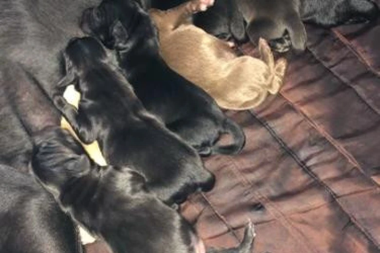 Labrador Retriever