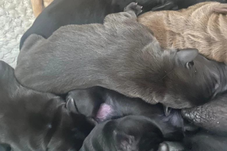Labrador Retriever