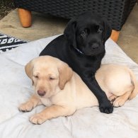 Labrador Retriever - Both