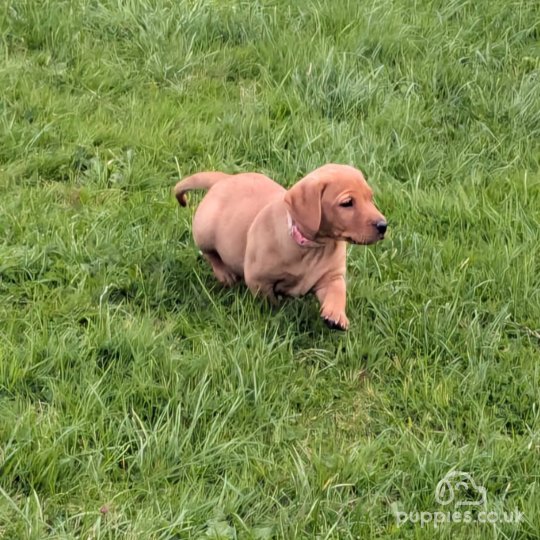 Labrador Retriever - Both